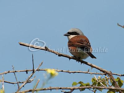 Pajarucos de la campiña...