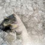 congelar pescado