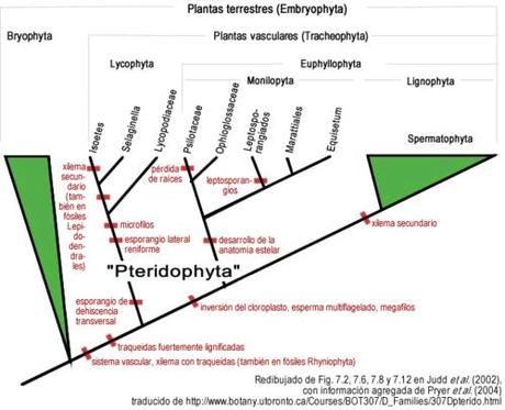 Flora en extinción en Venezuela: Los Helechos (Pteridofitas)