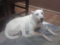 Novedades de Betty, la podenquita que fue rescatada con un agujero en el cuello