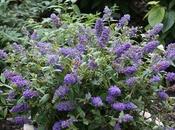 Blue Chip: Buddleia