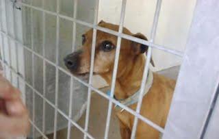 Chinche, cruce de pincher que lleva meses en la perrera!