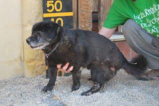 BALTASAR, MACHO DE 6.5 AÑOS MUY SOCIABLE Y TRANQUILO.