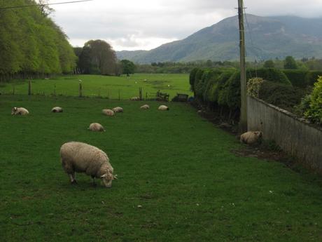 Paisaje rural irlandés