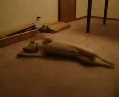 El Divertido Video del Perro Sonambulo y Soñando