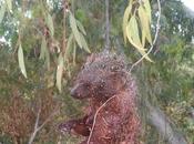 Encontrado Talavera Real (Badajoz)