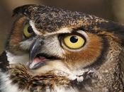 Carta Búho visitantes.