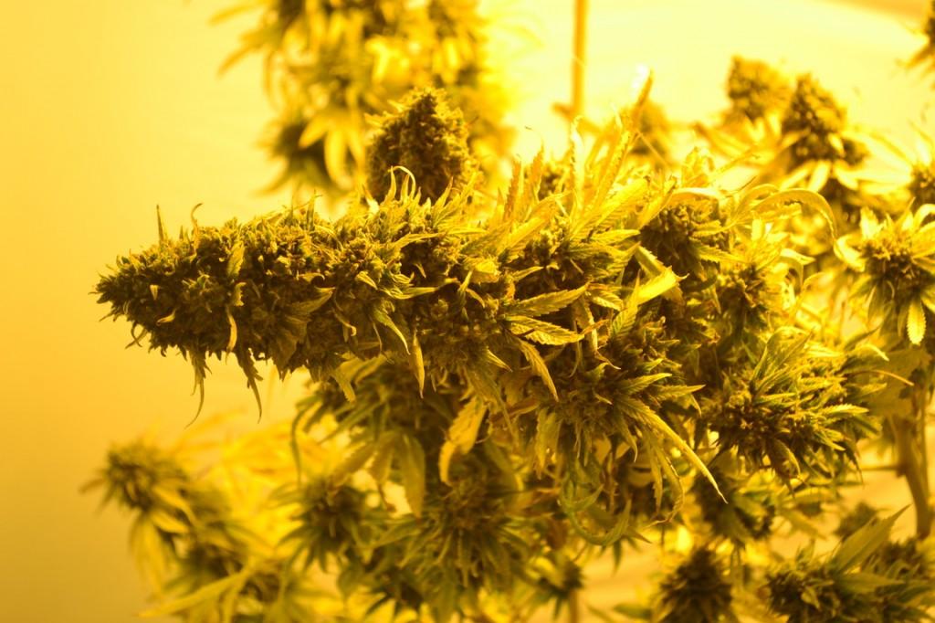 Plantas de Cannabis