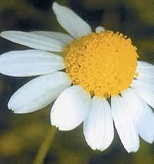 m144 Infusiones de manzanilla: para la digestión y algo más..  