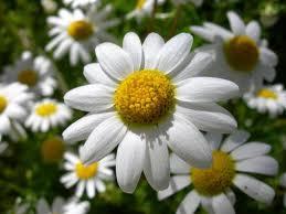 m322 Infusiones de manzanilla: para la digestión y algo más..  