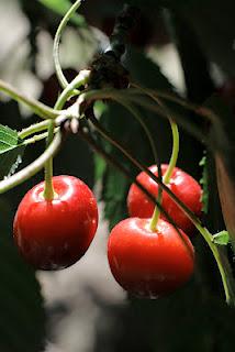 Llegan las primeras cerazas del Jerte