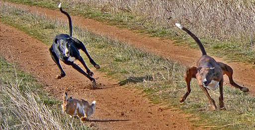 ¿Galgos o podencos?