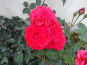 Mare Nostrum: flores jardín