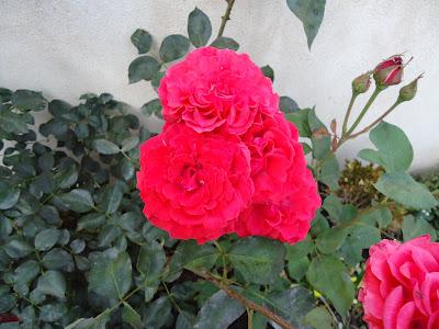 Mare Nostrum: flores del jardín