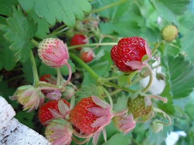 Mare Nostrum: flores del jardín