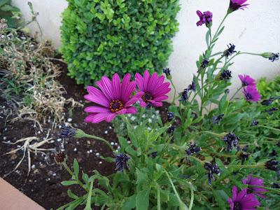Mare Nostrum: flores del jardín