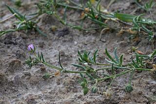 Arenaria roja