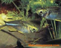 Fotos Peces Espiga de Rayos Solares 