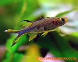 Fotos Peces Espiga de Rayos Solares 