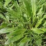 Acedera planta medicinal