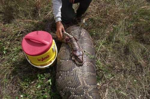 Tsuchinoko, ¿un animal real?