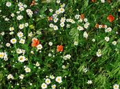 Amapolas margaritas... mosca