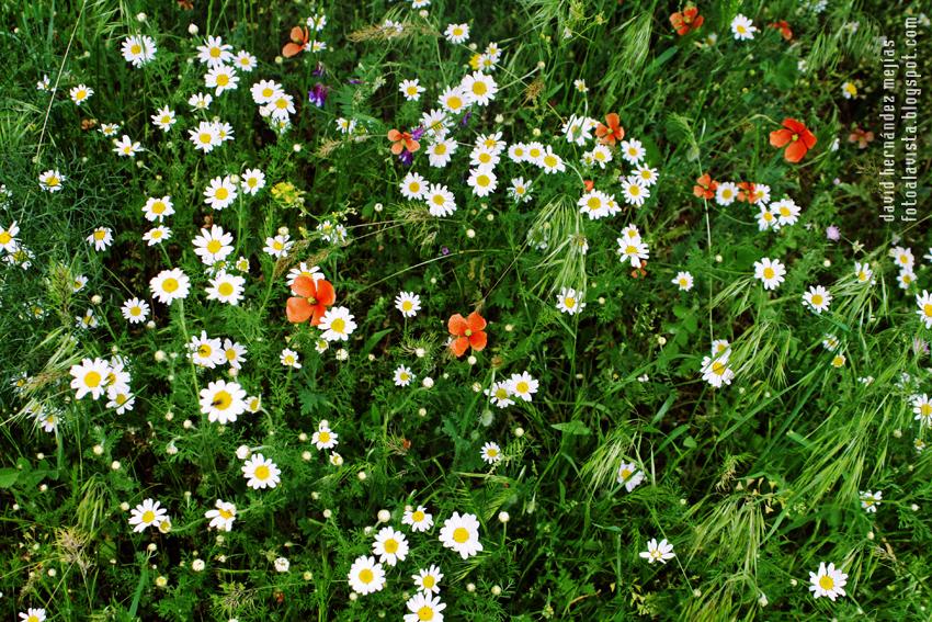Amapolas y margaritas... y una mosca