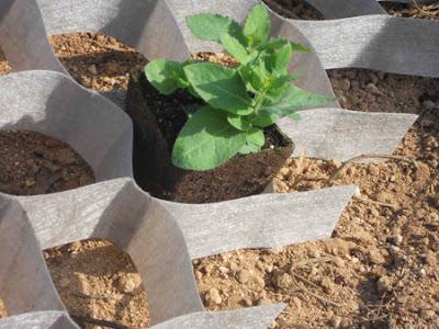 Cubrir suelos: control de la erosión