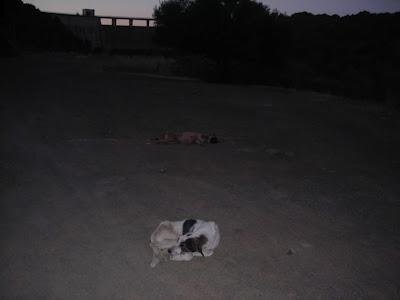 DOS CACHORRAS ABANDONADAS EN UN PANTANO. (SEVILLA)