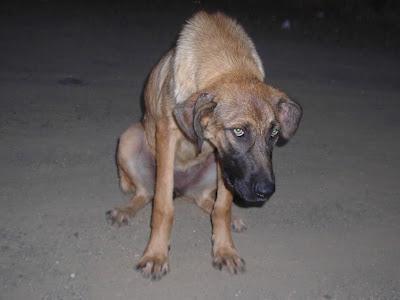 DOS CACHORRAS ABANDONADAS EN UN PANTANO. (SEVILLA)