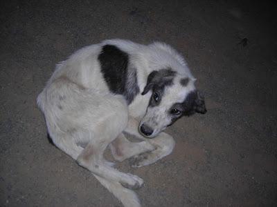 DOS CACHORRAS ABANDONADAS EN UN PANTANO. (SEVILLA)