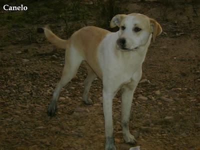 CANELO, ABANDONADO Y POR SU TAMAÑO NADIE LO QUIERE..(BADAJOZ)
