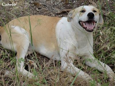 CANELO, ABANDONADO Y POR SU TAMAÑO NADIE LO QUIERE..(BADAJOZ)