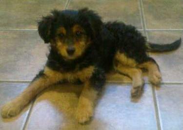 FOX, CACHORRITO ABANDONADO EN CHESTE. (VALENCIA)