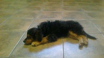 FOX, CACHORRITO ABANDONADO EN CHESTE. (VALENCIA)