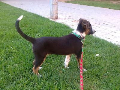 SOY HEIDI ¿ME ADOPTAS?‏