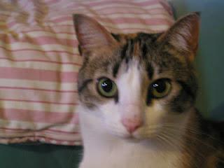 Para Xena, una gata...