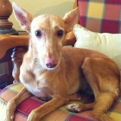 Foto: LOMBA  Lomba ha sido una de las miles de millones de víctimas de los cazadores.Al menos ella lo puede contar....y aún tiene una oportunidad de ser feliz.  Abandonada por no servir para la caza...como si de un deshecho se tratara.Imperdonable.....ojalá todos aquellos capaces de hacer algo así reciban la misma moneda algún dia.  ES una dulzura....solo teneis que mirar la expresión de sus ojitos y su carita...es para tenerla en brazos todo el dia......si quieres adoptar a una perrita especial y que de verdad lo merece,ven a ver a Lomba,no lo dudes..te espera!!  Raza: Podenca enana Sexo: Hembra Tipo: Hembras en adopción.  Castrado: Si Edad: 01/05/2005 Peso: 7 Kilos  Se entregan vacunados,desparasitados,esterilizados y con microchip. Contrato de adopción y posterior seguimiento.  Estamos en Alhaurin de la Torre (Málaga)  www.refugioparquedelduque.com www.facebook.com/refugioparquedelduque info@refugioparquedelduque.com Tlf: 639 038 064