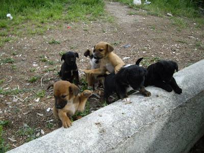 Muy Urgente!!!. 6 Cachorritos tamaño pequeño sin madre .(pueblo Jaén).