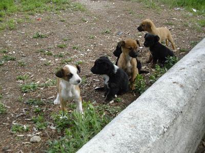 Muy Urgente!!!. 6 Cachorritos tamaño pequeño sin madre .(pueblo Jaén).