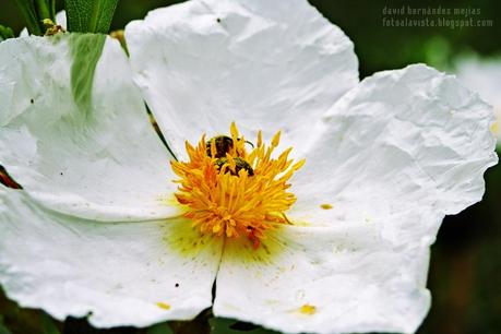 Estambres, polen y un bicho
