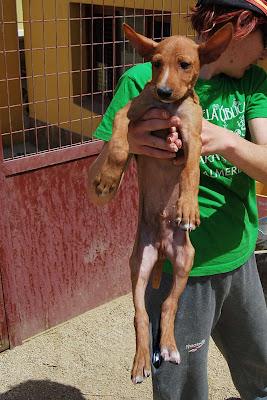 IÑAKI, CACHORRO MACHO EN ADOPCIÓN. (ALMERIA)