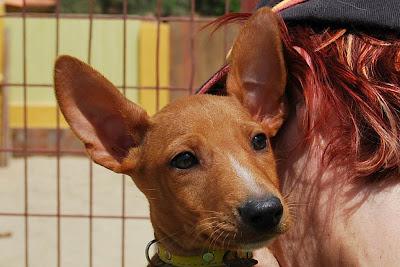 IÑAKI, CACHORRO MACHO EN ADOPCIÓN. (ALMERIA)
