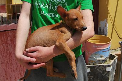 IÑAKI, CACHORRO MACHO EN ADOPCIÓN. (ALMERIA)