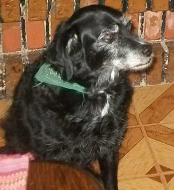 WALLIS, PERRITA CON 8 AÑITOS YA NO LA QUIEREN. (ALICANTE)