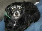 Wallis, perrita añitos quieren. (alicante)