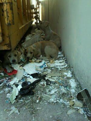 (Valladolid) Urgente¡¡ Por favor, 4 cachorros bajo un contenedor¡¡