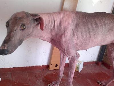 NOVEDADES SOBRE EL GALGO EN ESTADO LAMENTABLE. (Sevilla)