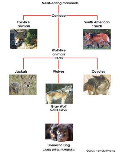 Verdades en la nutrición del perro (11) encaremos la realidad genética