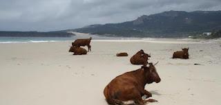 Salvemos Valdevaqueros